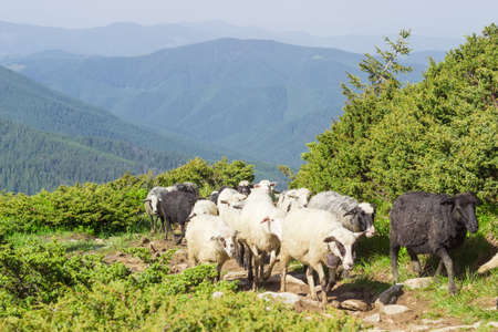 Several sheep from flock of sheep on the trail on the hillside against the mountain ridges