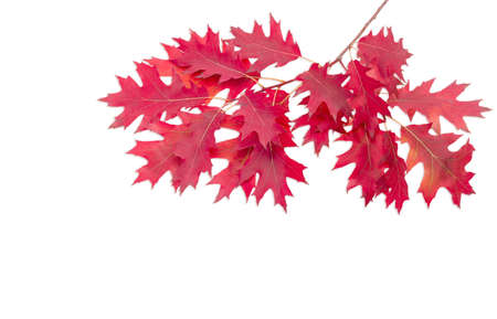 Branch of a red oak  with autumn dark red leaves on a light backgroundの写真素材