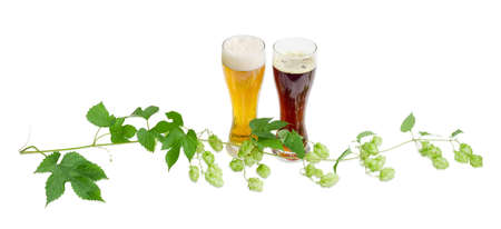 Two beer glasses with lager and dark beer and branch of hops with leaves and strobiles on a light backgroundの写真素材