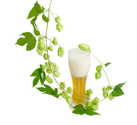 One beer glass with lager beer and hanging branch of hops with leaves and strobiles on a light...