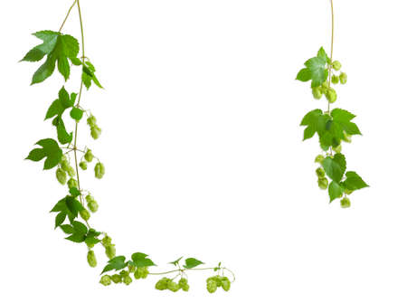 Background of two hanging branches of hops with leaves and strobiles, forming half frame on a light backgroundの写真素材