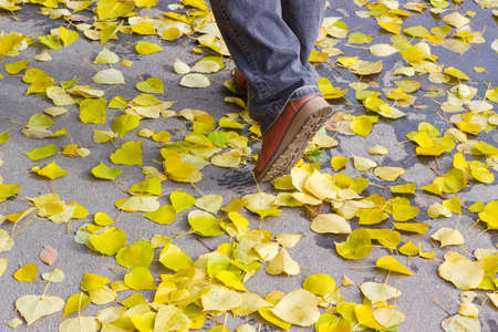 Human legs in brown shoes and black jeans on the asphalt path, covered with yellow fallen leavesの写真素材