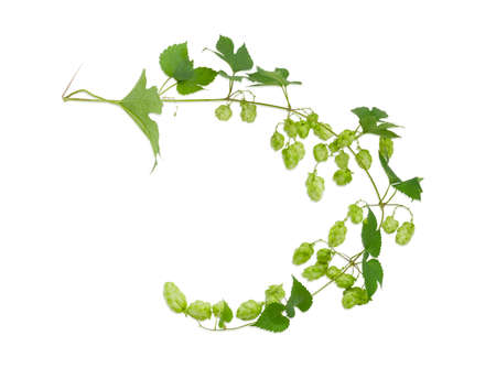 Hops branch with leaves and strobiles on a light background closeup