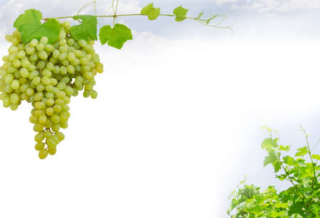 Background of the cluster of the ripe table grapes left, fragment of a grapes vine right and an empty central partの写真素材