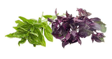 Several twigs of fresh green basil and bundle of purple basil on a light backgroundの写真素材