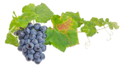 Background of a cluster of a ripe blue table grapes on the vine with autumn leaves on a light backgroundの写真素材