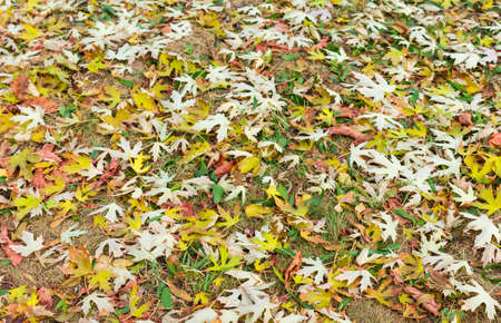 Background of fallen autumn leaves on a lawn in cloudy dayの写真素材