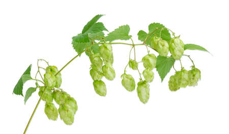 Hops branch with leaves and strobiles on a light background closeupの写真素材