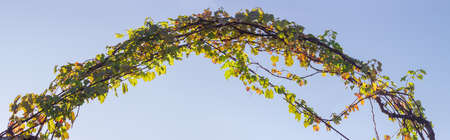 Arch of the metal rods, twined the stems of grapes with autumn leaves against the skyの写真素材