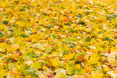 Background of fallen varicolored maple leaves in autumn cloudy dayの写真素材