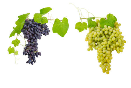 Two clusters of ripe blue and white table grapes on the vine with leaves on a light backgroundの写真素材