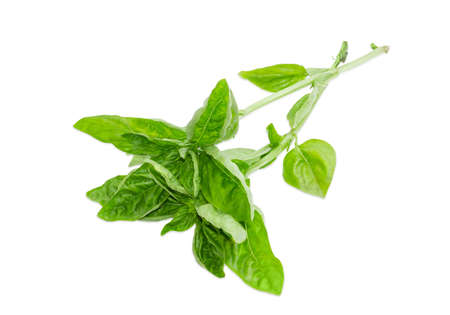 Two twigs of fresh green basil on a light backgroundの写真素材