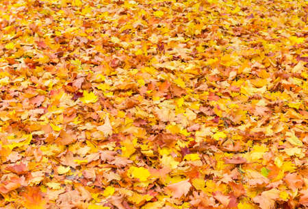 Background of fallen varicolored maple leaves in autumn cloudy dayの写真素材