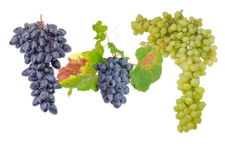 Two clusters of ripe blue table grapes different varieties and one cluster of white grapes on a light backgroundの写真素材