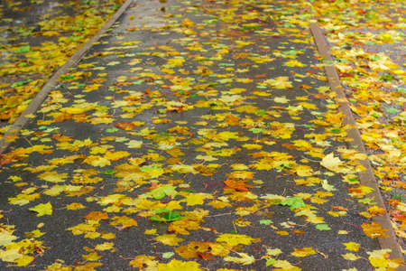 Asphalt track, covered with wet fallen leaves of maple during rainの写真素材