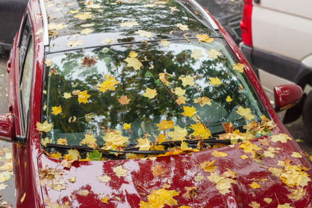 Wet fallen leaves of maple on the hood, windshield and roof of red car during rainの写真素材