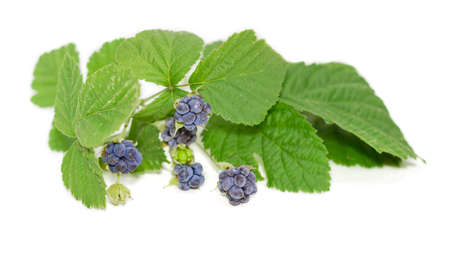 Twig of a wild blackberry with leaves and several clusters of berries of different ripeness on a...