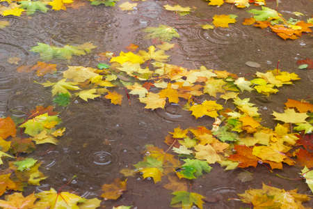 Autumn fallen leaves of maple in a puddle of water during rainの写真素材