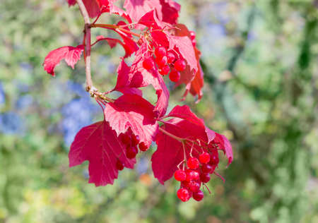 Branch of viburnum with clusters of ripe berries and red leaves on the blurred background of the treesの写真素材