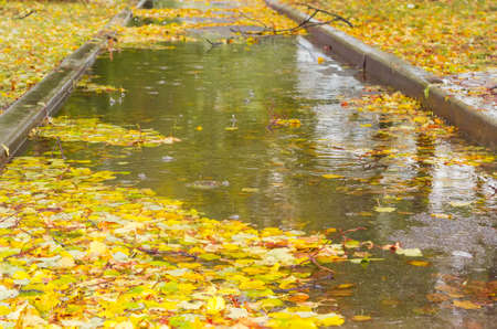 Park track with puddles and  autumn fallen leaves in it during rainの写真素材