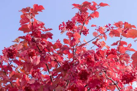 Shrub of viburnum with clusters of ripe berries and red leaves on the background of sky at autumn dayの写真素材