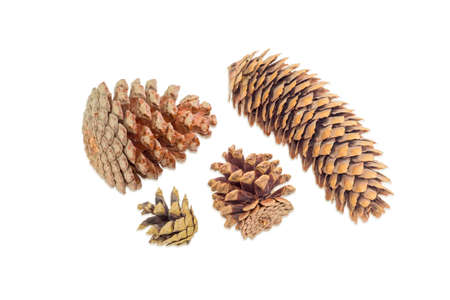 Several mature disclosed conifer cones of various coniferous trees on a light backgroundの写真素材