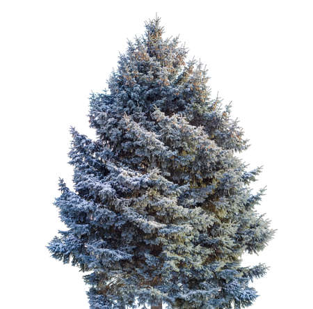 Large tree of blue spruce with branches partly covered with snow and cones on a light backgroundの写真素材
