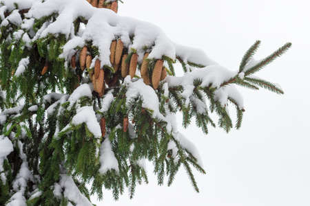 Branch of a spruce with ripe cones partly covered with snow closeup against the backdrop of a cloudy sky
の写真素材