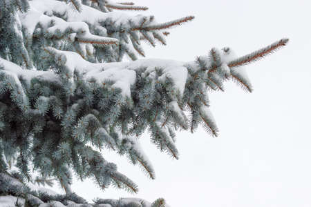 Branches of a blue spruce partly covered with snow closeup against the backdrop of a cloudy skyの写真素材