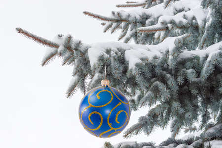 Branches of a blue spruce covered with snow with Christmas ornament in the form of a blue glass ball
の写真素材