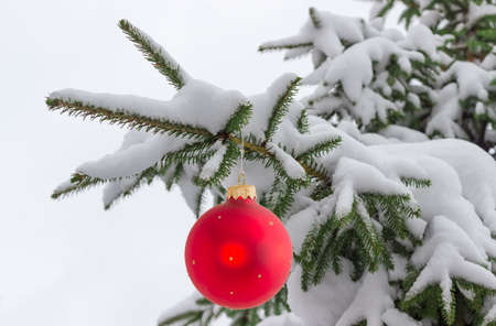 Branches of fir tree covered with snow with Christmas ornament in the form of a red glass ball
の写真素材