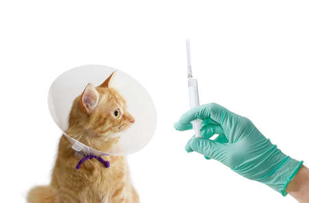 Red cat, wearing a Elizabethan collar and veterinarian hand wearing a medical gloves with medical syringe on a light backgroundの写真素材
