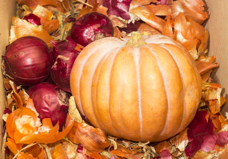Small pumpkin among a different onion and onion peel in cardboard boxの写真素材