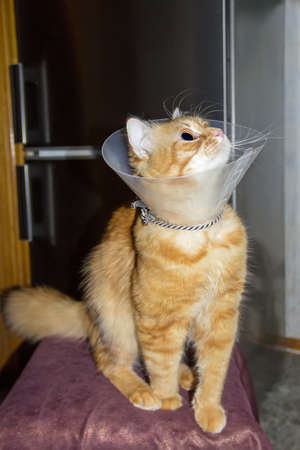 Red cat, wearing a transparent plastic Elizabethan collarの写真素材