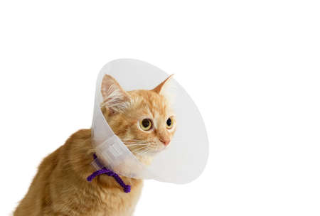 Red cat, wearing a transparent plastic Elizabethan collar on a light backgroundの写真素材