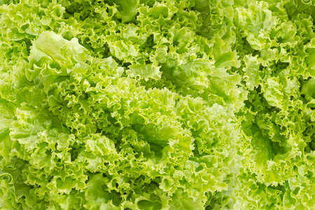 Background of fresh green lettuce with a loose arrangement of leavesの写真素材
