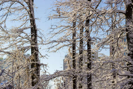Branches and trunks of deciduous trees covered with snow against the modern multi story apartment buildingsの写真素材