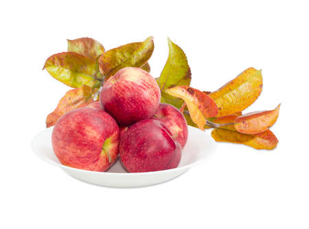 Red ripe apples on a white dish on the background of apple tree branches with autumn leaves on a light backgroundの写真素材