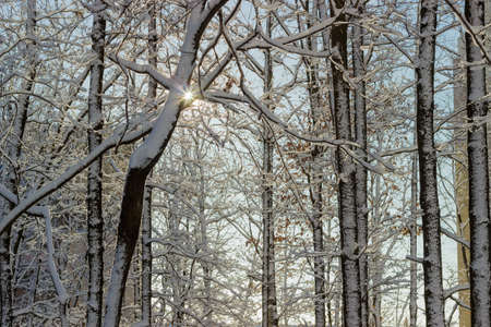 Park with deciduous trees covered with snow against the modern multi story apartment buildingの写真素材