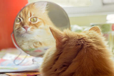 Reflection of the red cat, carefully looking  in round mirror closeupの写真素材