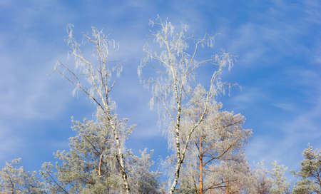 Top part of several birches and pines covered with frost on background of sky with clouds in winter morning
の写真素材