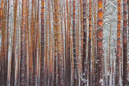 Background of the tree trunks covered with snow in the winter pine forest after a snowfall in a cloudy dayの写真素材