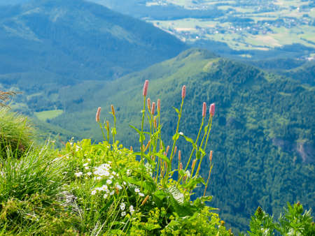 Different mountain flowers and grass on the edge of the mountain slope on a blurred background of the mountain valley in the Tatras
の写真素材