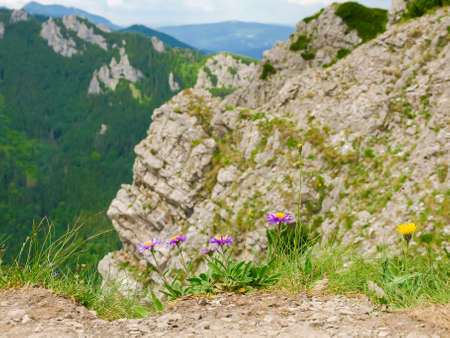 Violet mountain flowers on the edge of the mountain slope on a blurred background of the mountain gorge in the Tatrasの写真素材