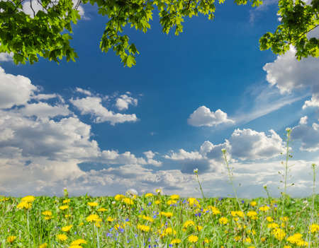 Background of the daytime sky with cumulus clouds, maple branches from above and a lawn with spring flowers from belowの写真素材