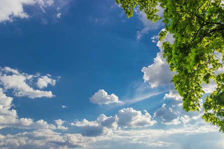 Background of the sky with clouds with sun rays from behind the clouds and maple branches in the upper right cornerの写真素材
