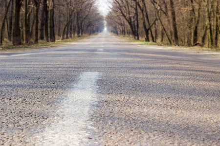 Road surface closeup on the roadway in the forest with the unblown deciduous trees on both sides at...
