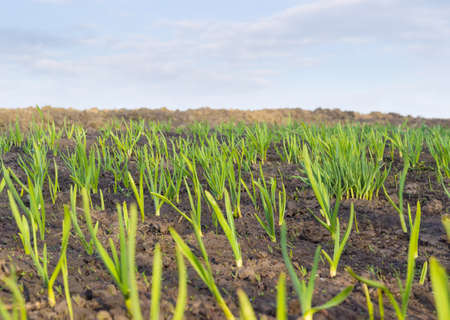 Young plants of the garlic on the vegetable garden closeup on the background of the skyの写真素材