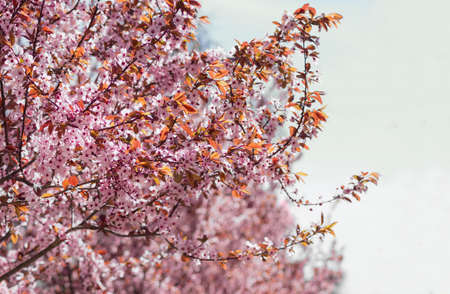 Background of the branches of the blossoming ornamental plum trees with flowers and young leaves