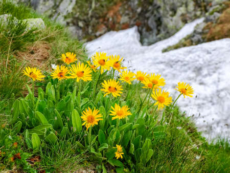 Group flowers of the Arnica montana on a blurry background of rocks and snowfield in the Tatra Mountainsの写真素材